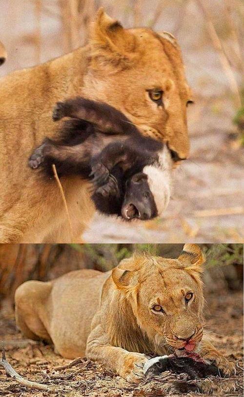 娱乐吃瓜酱小动物,揭秘小动物界的趣味故事